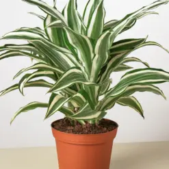 Dracaena Warneckii 'White Jewel' — additional view