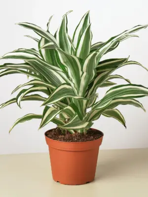 Dracaena Warneckii 'White Jewel' — additional view