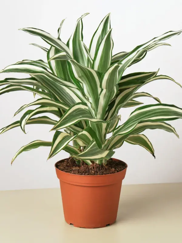Dracaena Warneckii 'White Jewel' — additional view