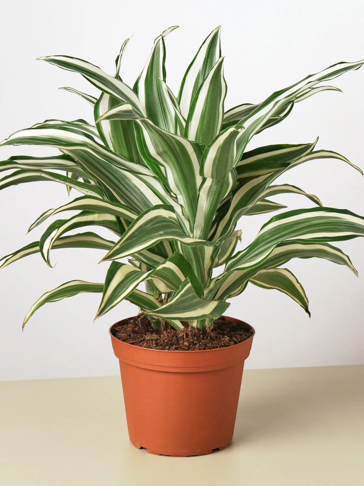 Dracaena Warneckii 