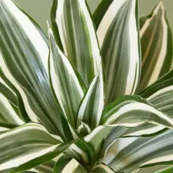Dracaena Warneckii 'White Jewel' — leaf detail close-up