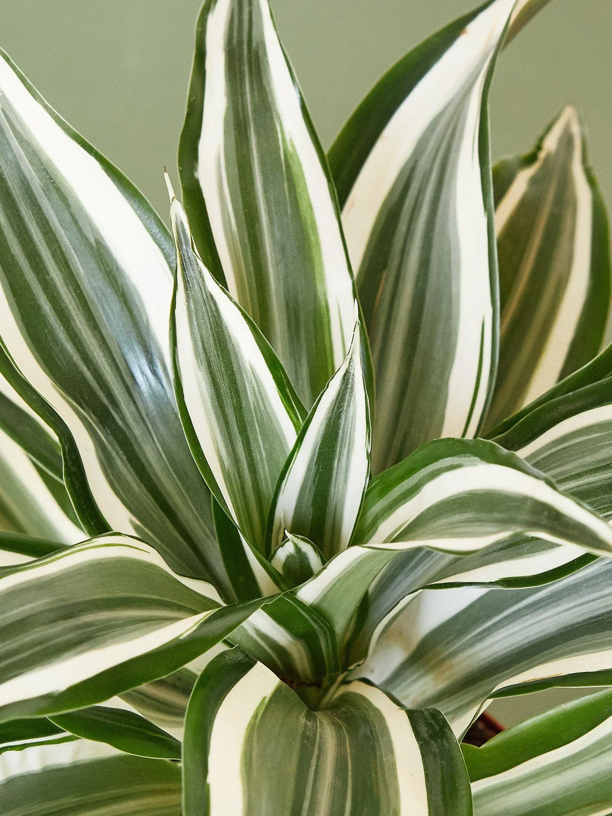 Dracaena Warneckii 
