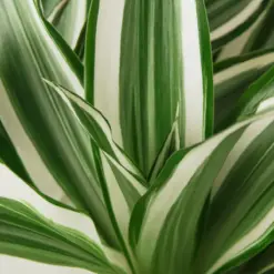 Dracaena Warneckii 'White Jewel' — leaf detail close-up
