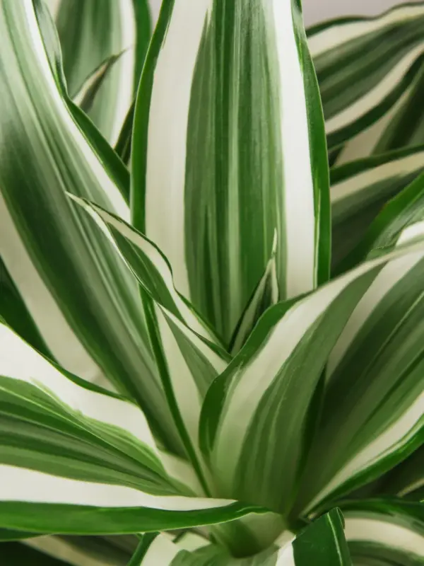 Dracaena Warneckii 'White Jewel' — leaf detail close-up