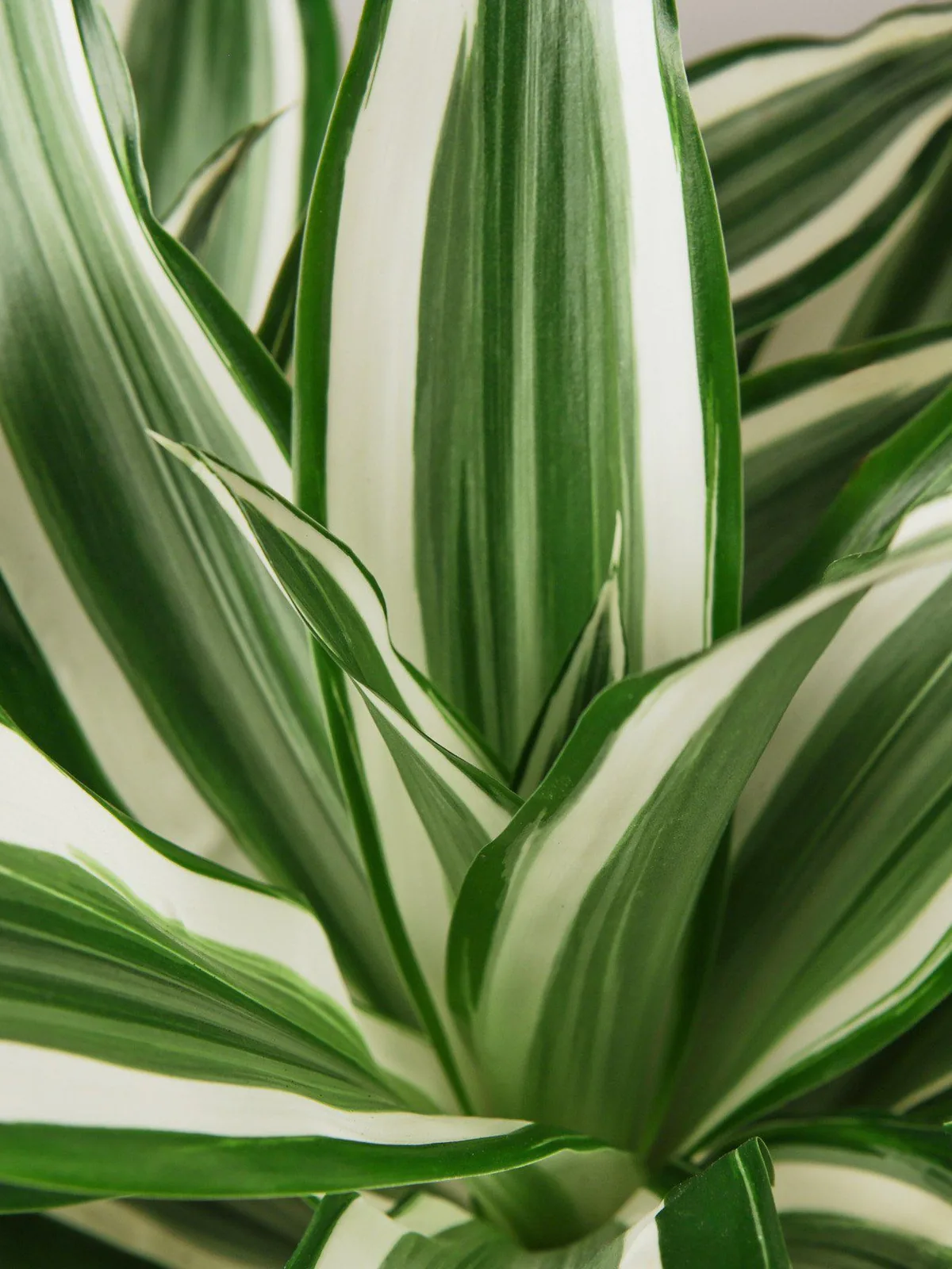 Dracaena Warneckii 