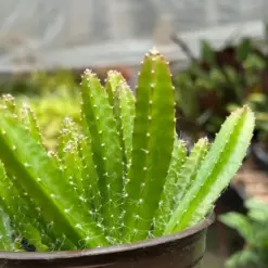 Dragon Fruit (Pitaya) houseplant
