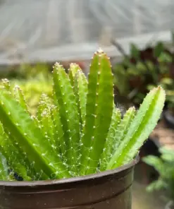 Dragon Fruit (Pitaya) houseplant