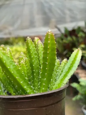 Dragon Fruit (Pitaya) houseplant