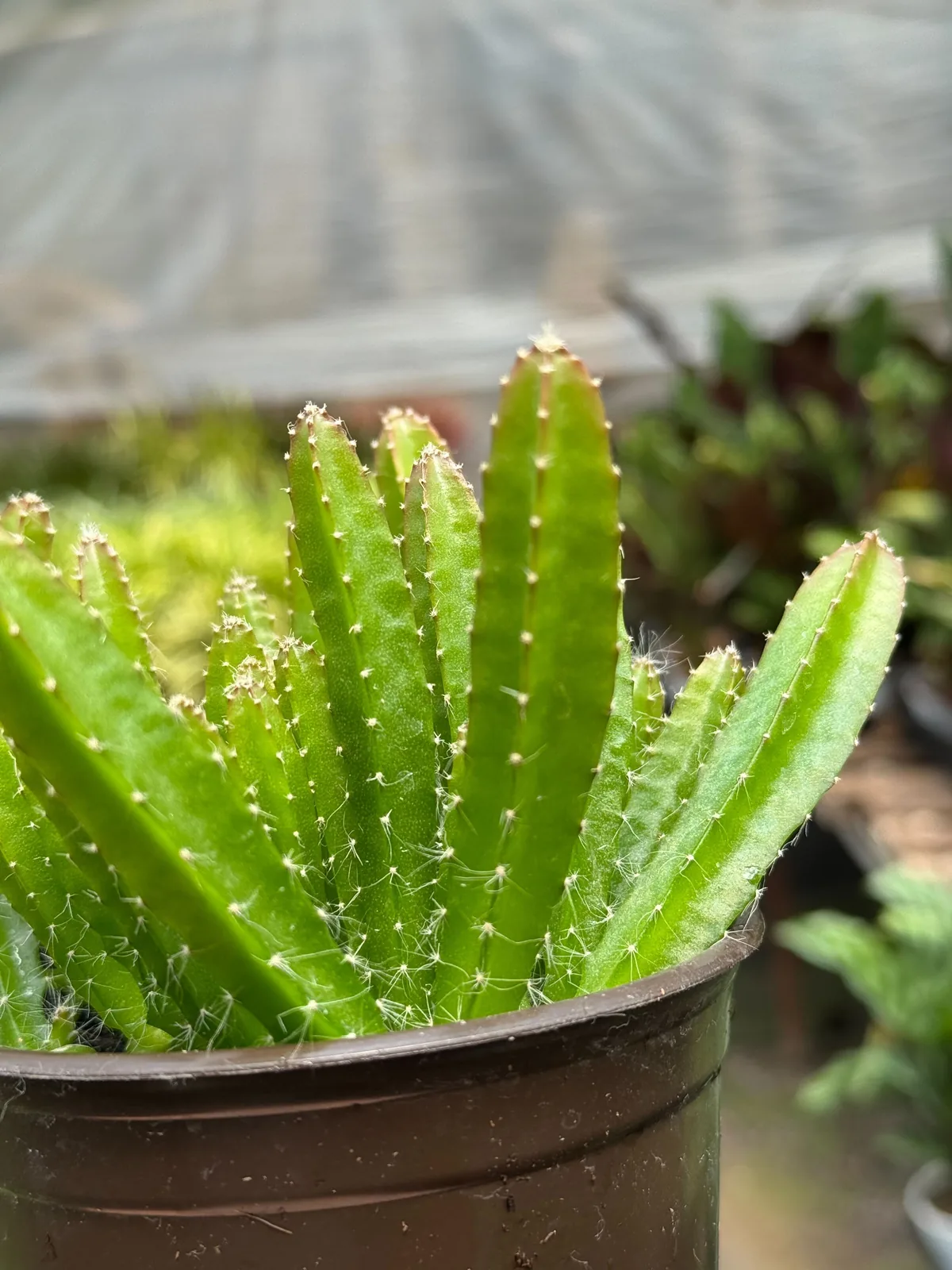 Dragon Fruit (Pitaya) houseplant