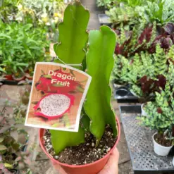Dragon Fruit (Pitaya) — additional view