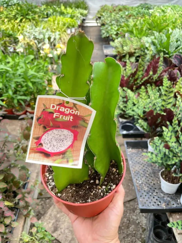 Dragon Fruit (Pitaya) — additional view