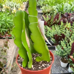 Dragon Fruit (Pitaya) — additional view