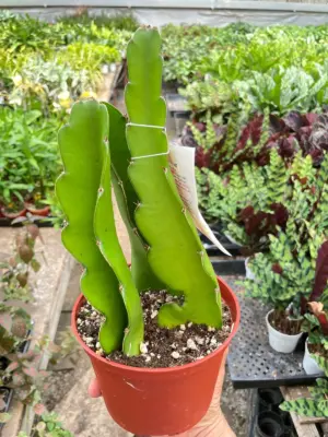 Dragon Fruit (Pitaya) — additional view