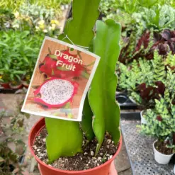 Dragon Fruit (Pitaya) — additional view