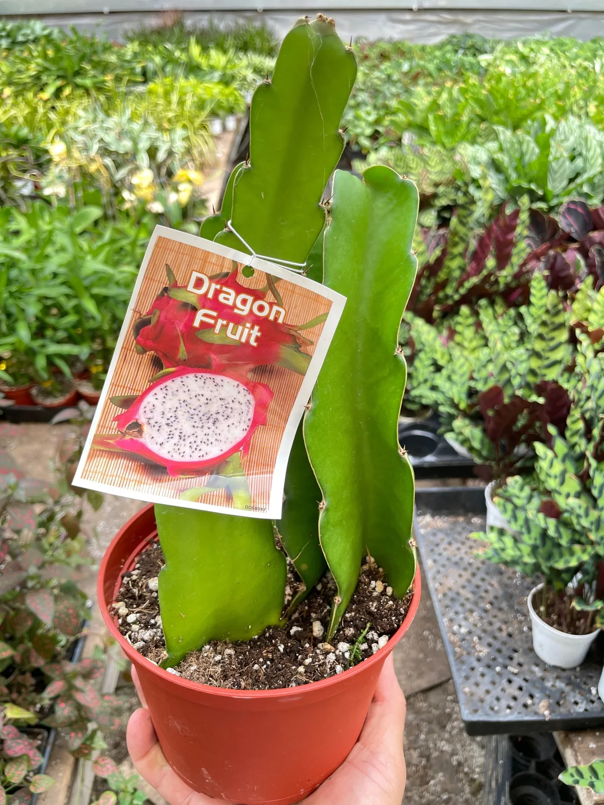 Dragon Fruit (Pitaya) — additional view