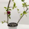 Malpighia Barbados Cherry houseplant