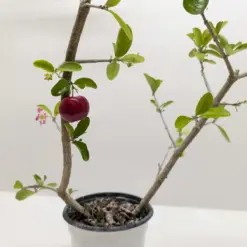 Malpighia Barbados Cherry houseplant