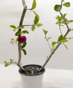 Malpighia Barbados Cherry houseplant