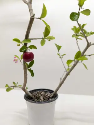 Malpighia Barbados Cherry houseplant