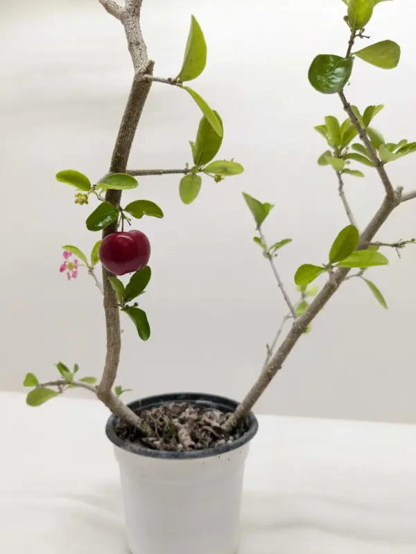 Malpighia Barbados Cherry houseplant
