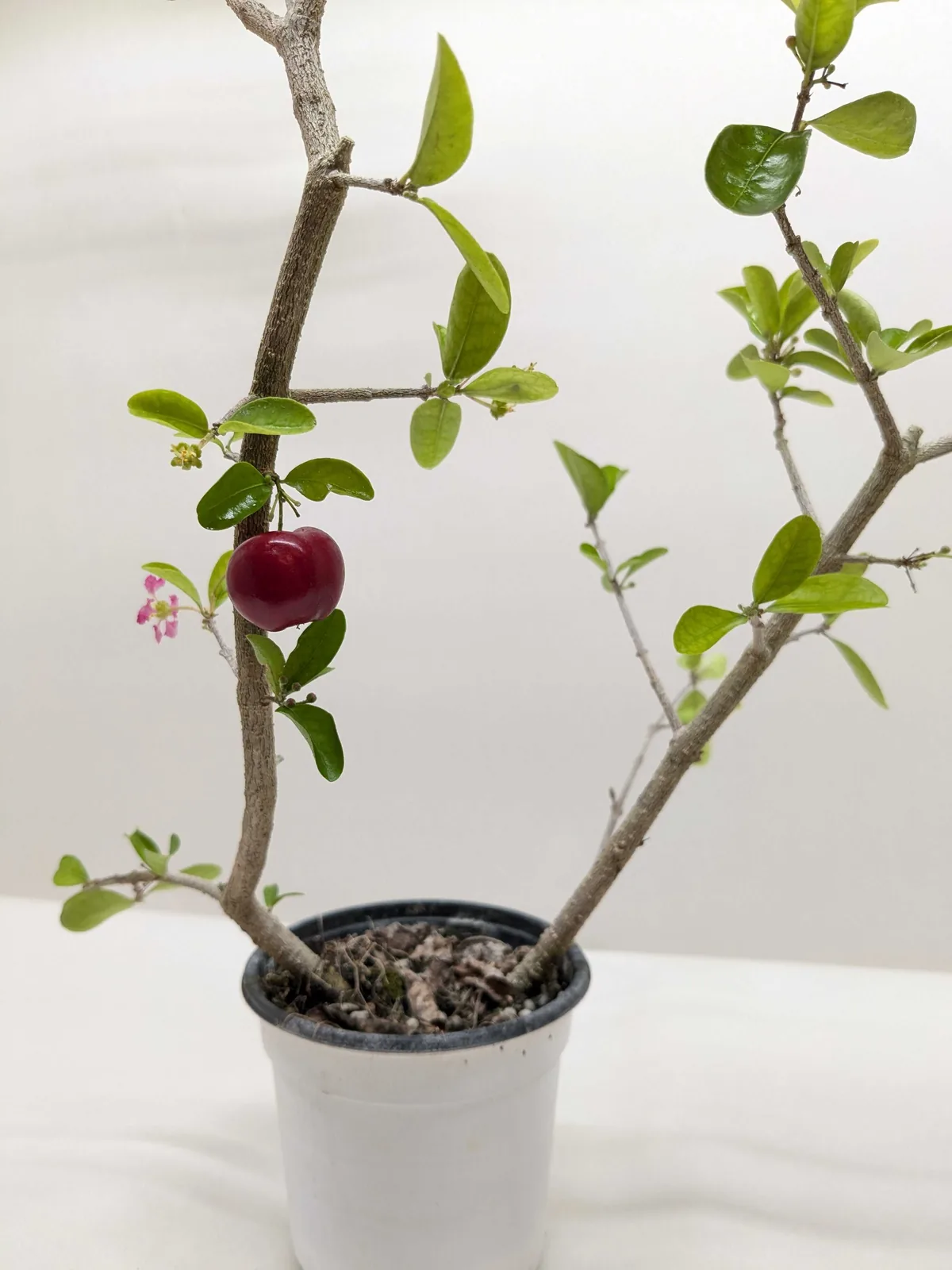 Malpighia Barbados Cherry houseplant