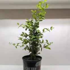 Malpighia Barbados Cherry — additional view