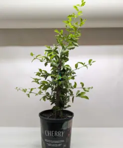 Malpighia Barbados Cherry — additional view