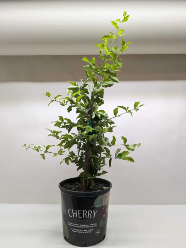 Malpighia Barbados Cherry — additional view