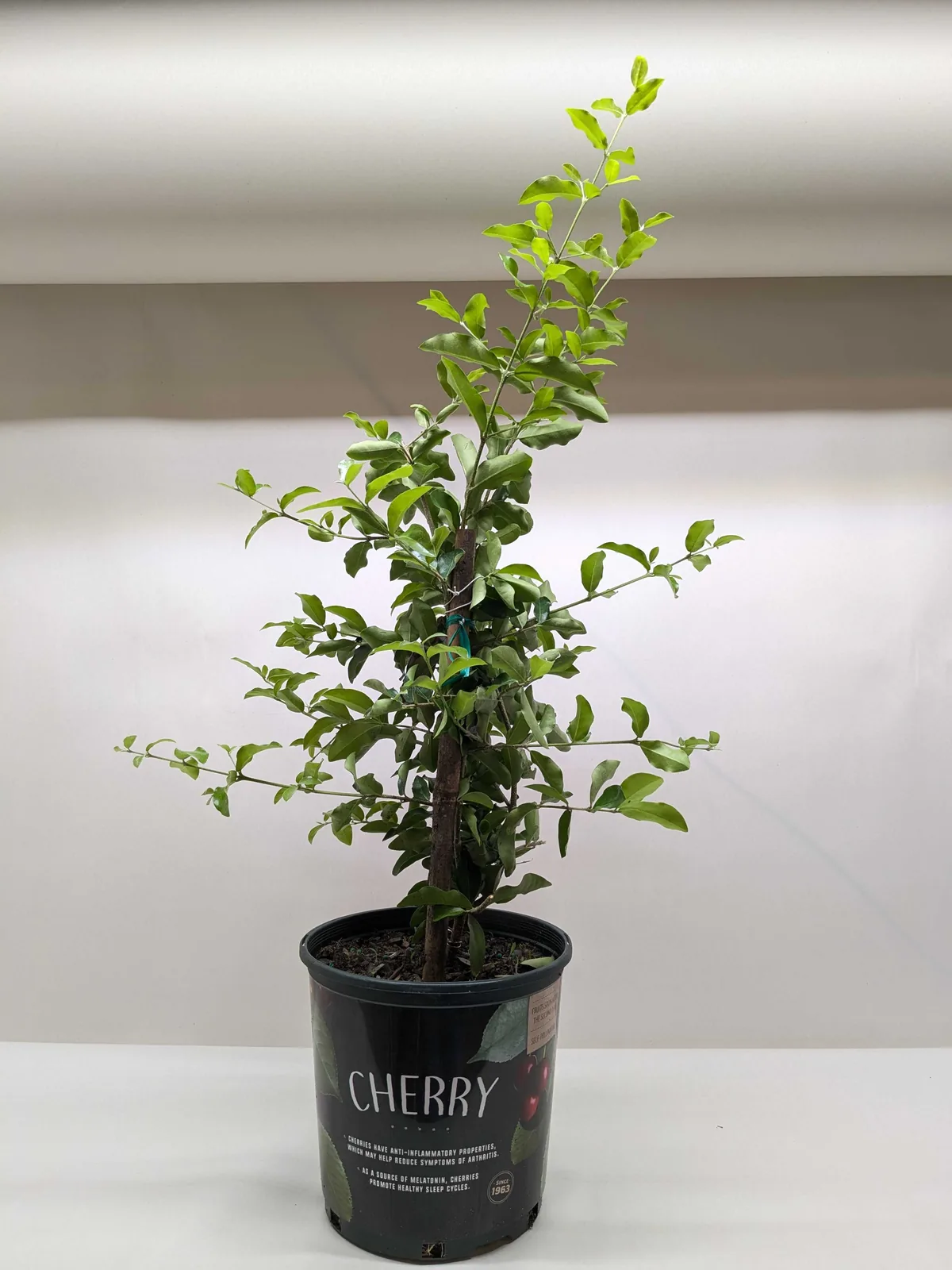 Malpighia Barbados Cherry — additional view