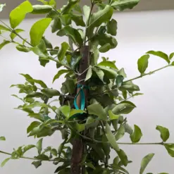 Malpighia Barbados Cherry — additional view