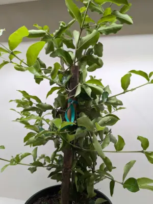 Malpighia Barbados Cherry — additional view
