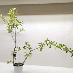 Malpighia Barbados Cherry — additional view