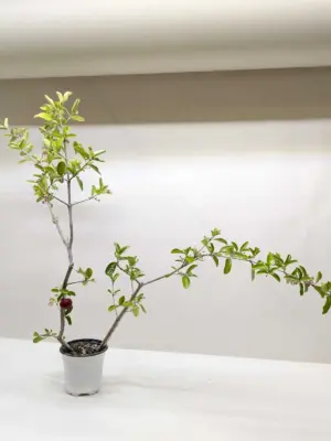 Malpighia Barbados Cherry — additional view