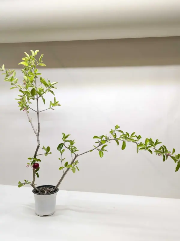 Malpighia Barbados Cherry — additional view