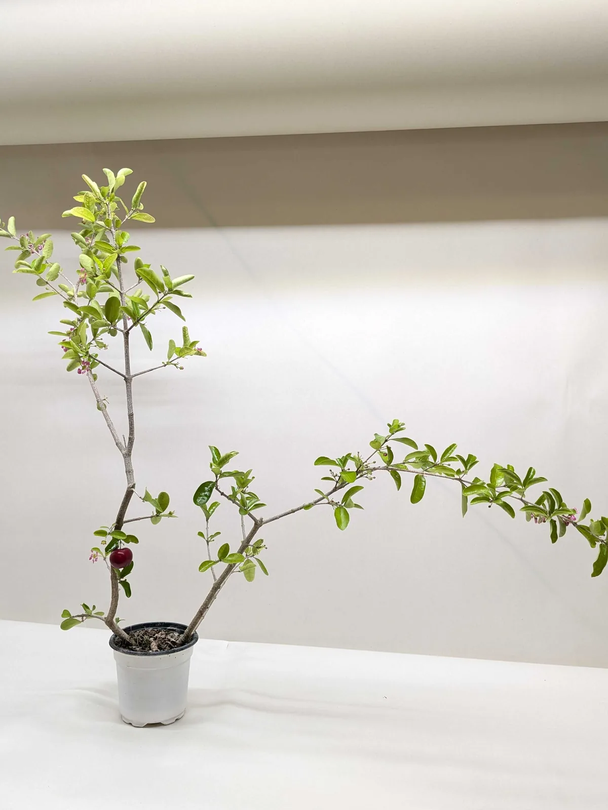 Malpighia Barbados Cherry — additional view