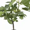 ED Fig houseplant