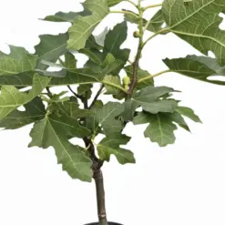 ED Fig houseplant