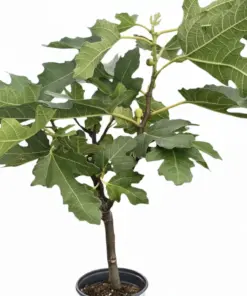 ED Fig houseplant