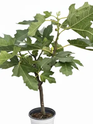 ED Fig houseplant