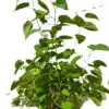 ED Mulberry houseplant