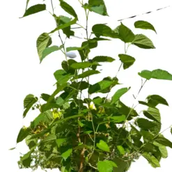 ED Mulberry houseplant