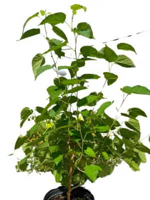 ED Mulberry houseplant