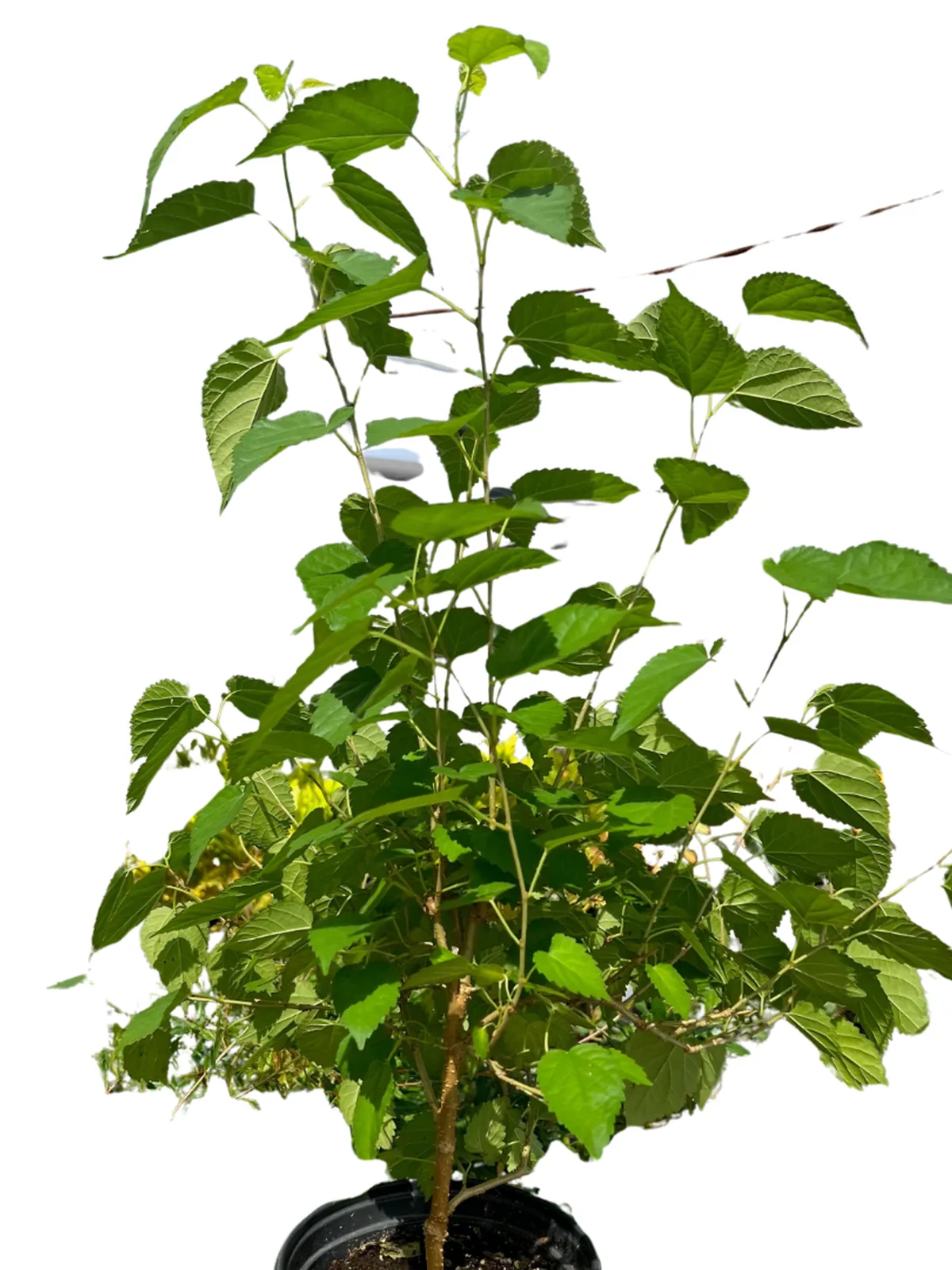 ED Mulberry houseplant