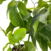 ED Passion Fruit houseplant