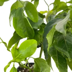 ED Passion Fruit houseplant