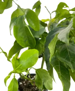 ED Passion Fruit houseplant
