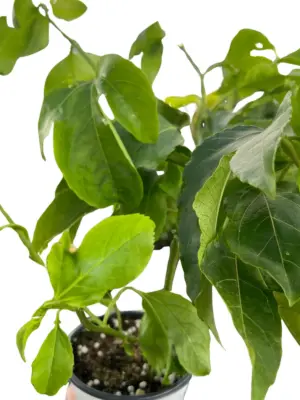 ED Passion Fruit houseplant