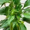 Edible 'Sweet Pepper' houseplant
