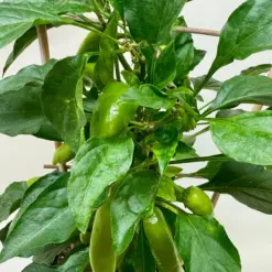 Edible 'Sweet Pepper' houseplant