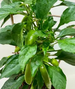Edible 'Sweet Pepper' houseplant